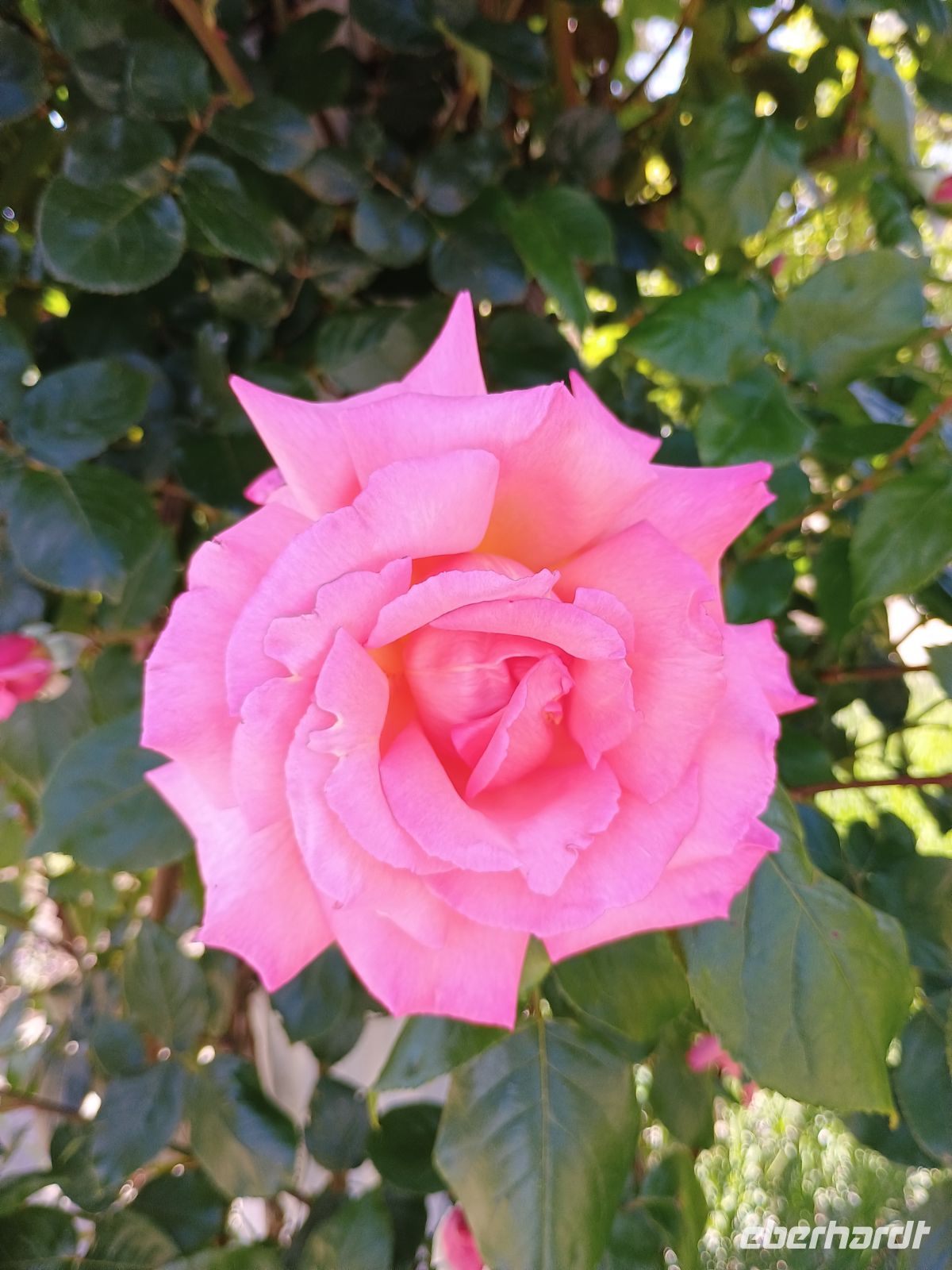 Jersey - Botanischer Garten &ndash; &copy;  (Eberhardt TRAVEL)
