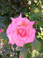 Jersey - Botanischer Garten &ndash; &copy; Johanna König (Eberhardt TRAVEL)