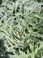 Jersey - Gartentour &ndash; &copy; Johanna König (Eberhardt TRAVEL)