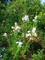 Jersey - Gartentour &ndash; &copy; Johanna König (Eberhardt TRAVEL)