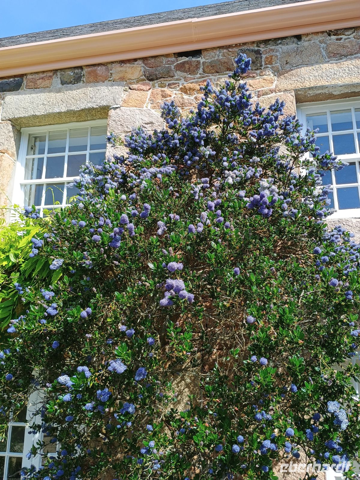 Jersey - Gartentour &ndash; &copy;  (Eberhardt TRAVEL)