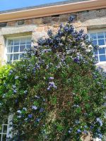 Jersey - Gartentour &ndash; &copy; Johanna König (Eberhardt TRAVEL)