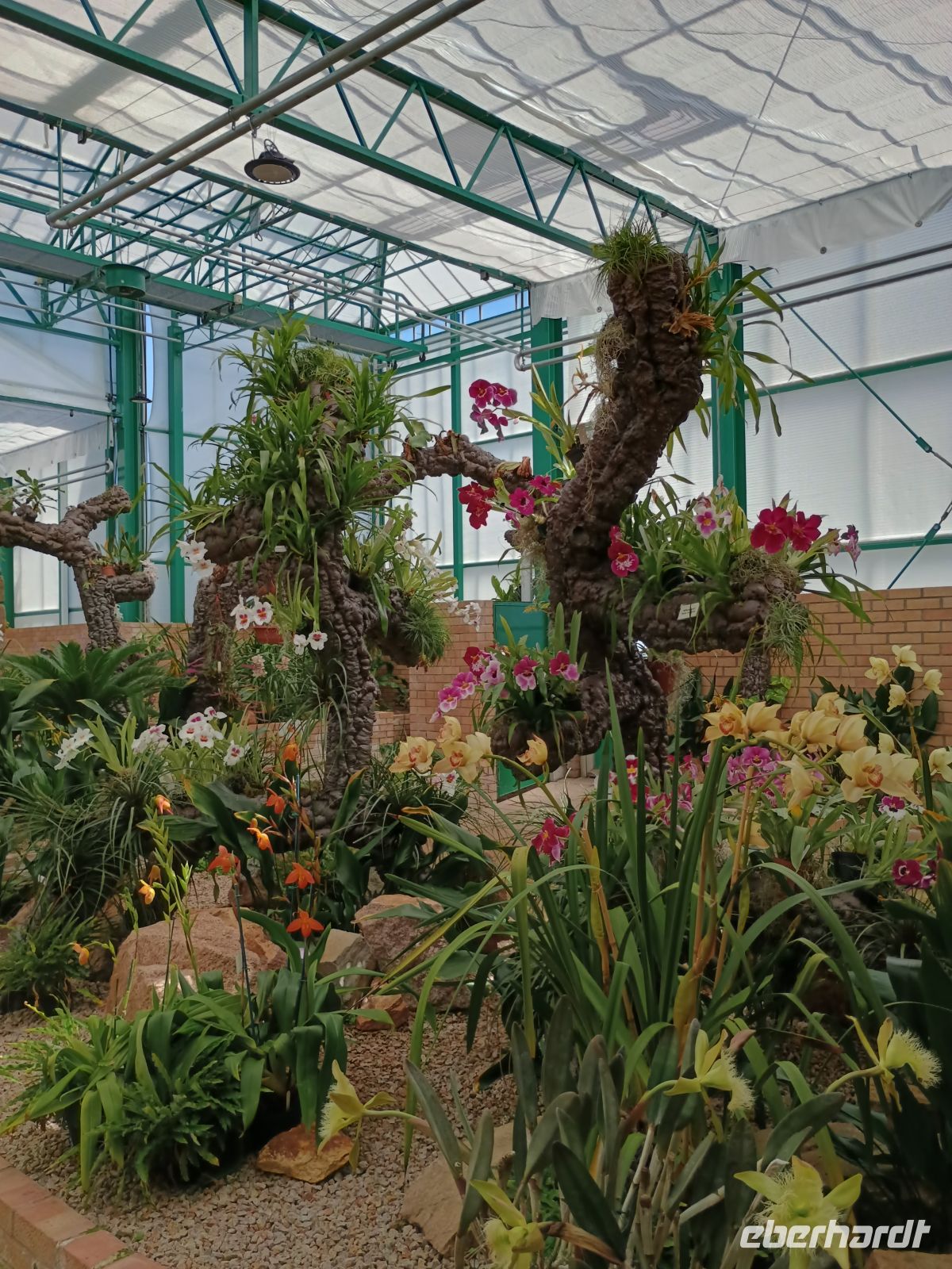 Jersey - Orchid Foundation &ndash; &copy;  (Eberhardt TRAVEL)