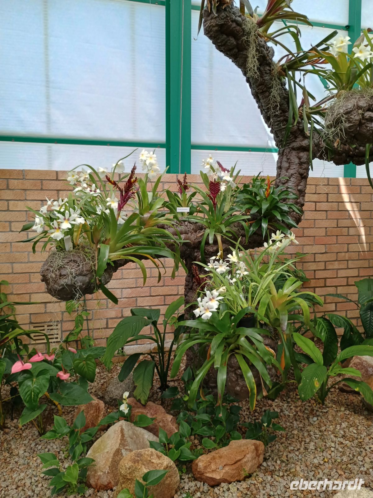 Jersey - Orchid Foundation &ndash; &copy;  (Eberhardt TRAVEL)