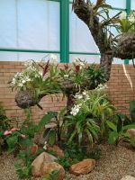 Jersey - Orchid Foundation &ndash; &copy; Johanna König (Eberhardt TRAVEL)