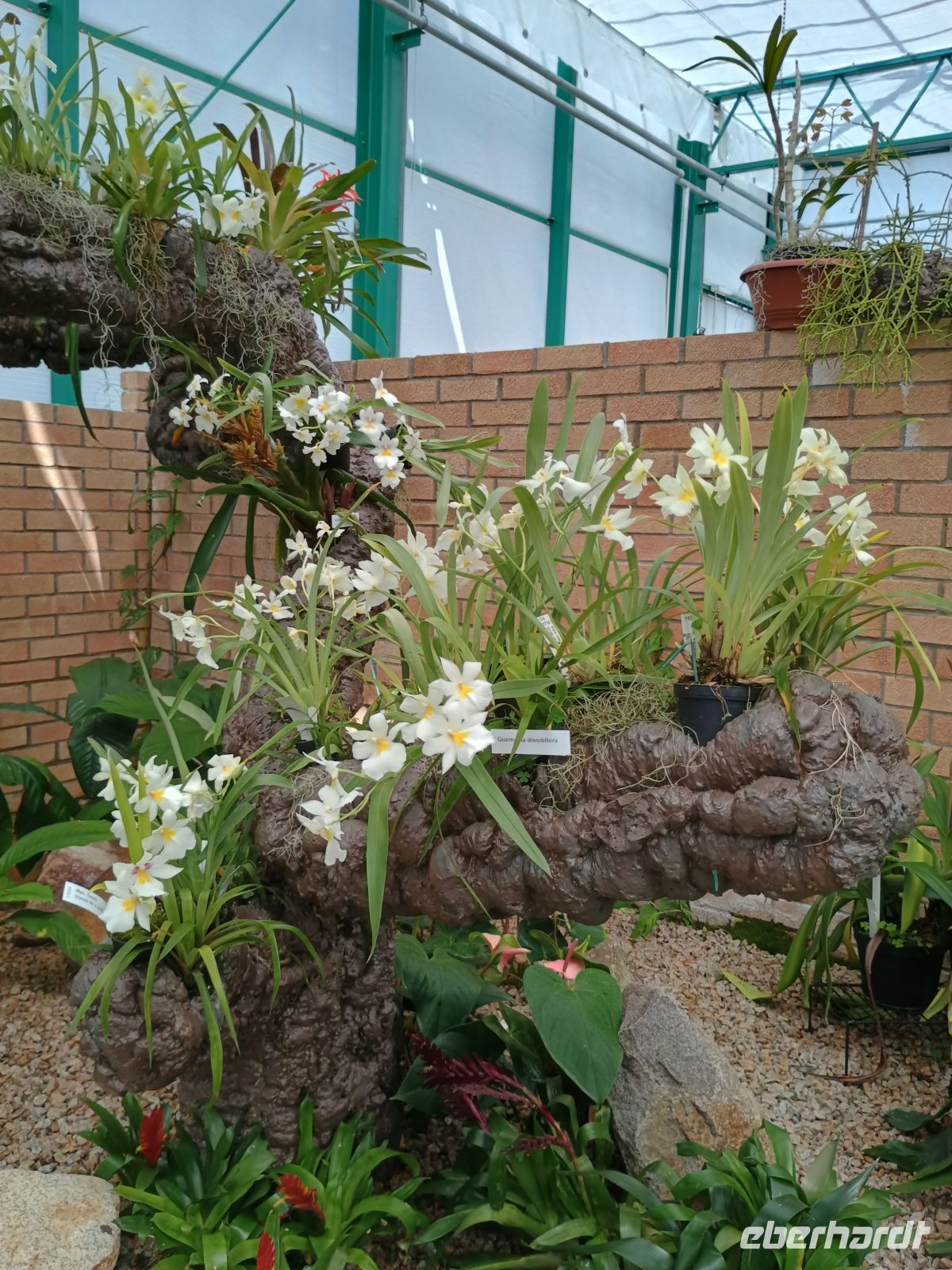 Jersey - Orchid Foundation &ndash; &copy;  (Eberhardt TRAVEL)