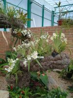 Jersey - Orchid Foundation &ndash; &copy; Johanna König (Eberhardt TRAVEL)