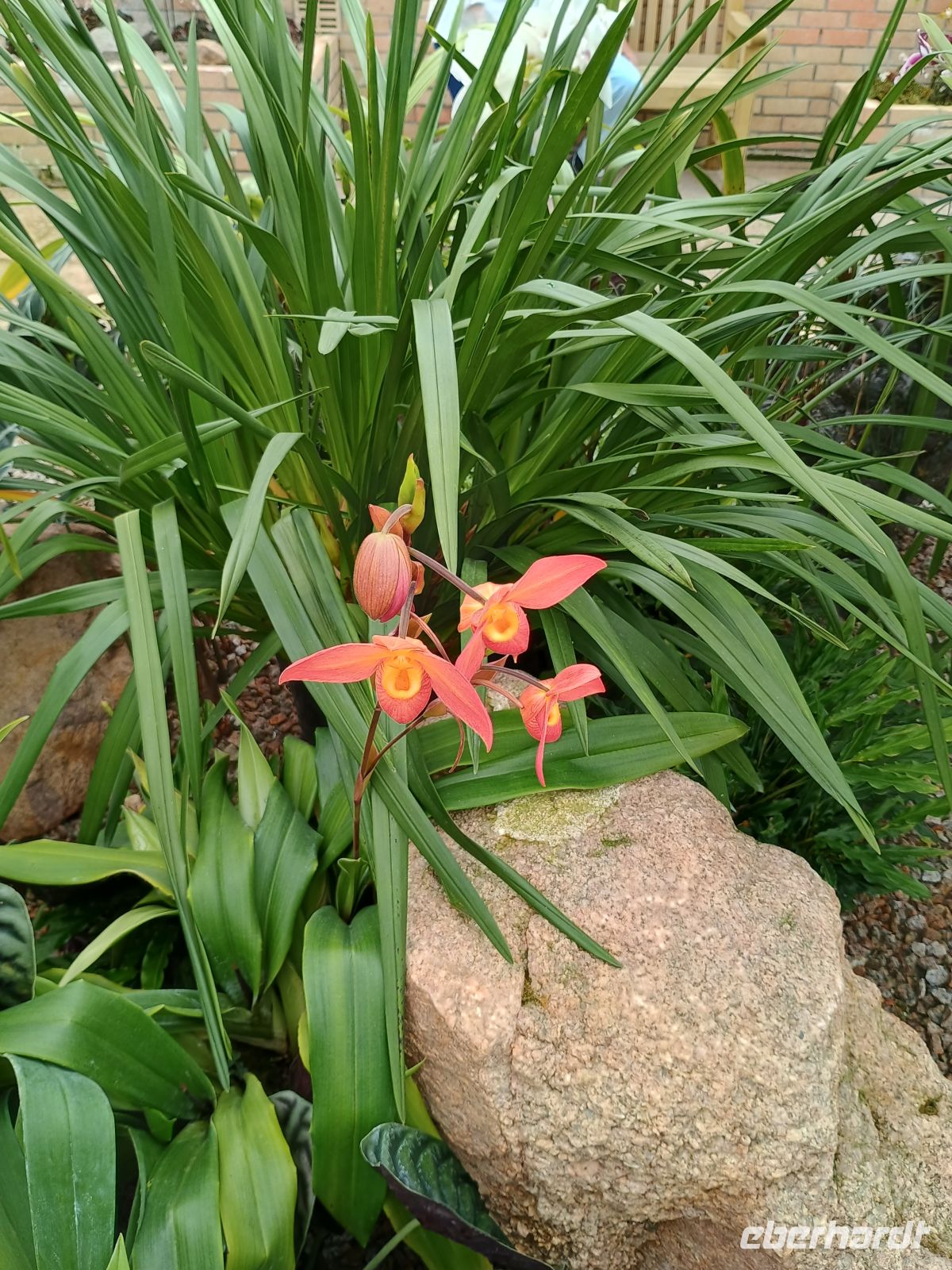 Jersey - Orchid Foundation &ndash; &copy;  (Eberhardt TRAVEL)