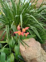 Jersey - Orchid Foundation &ndash; &copy; Johanna König (Eberhardt TRAVEL)