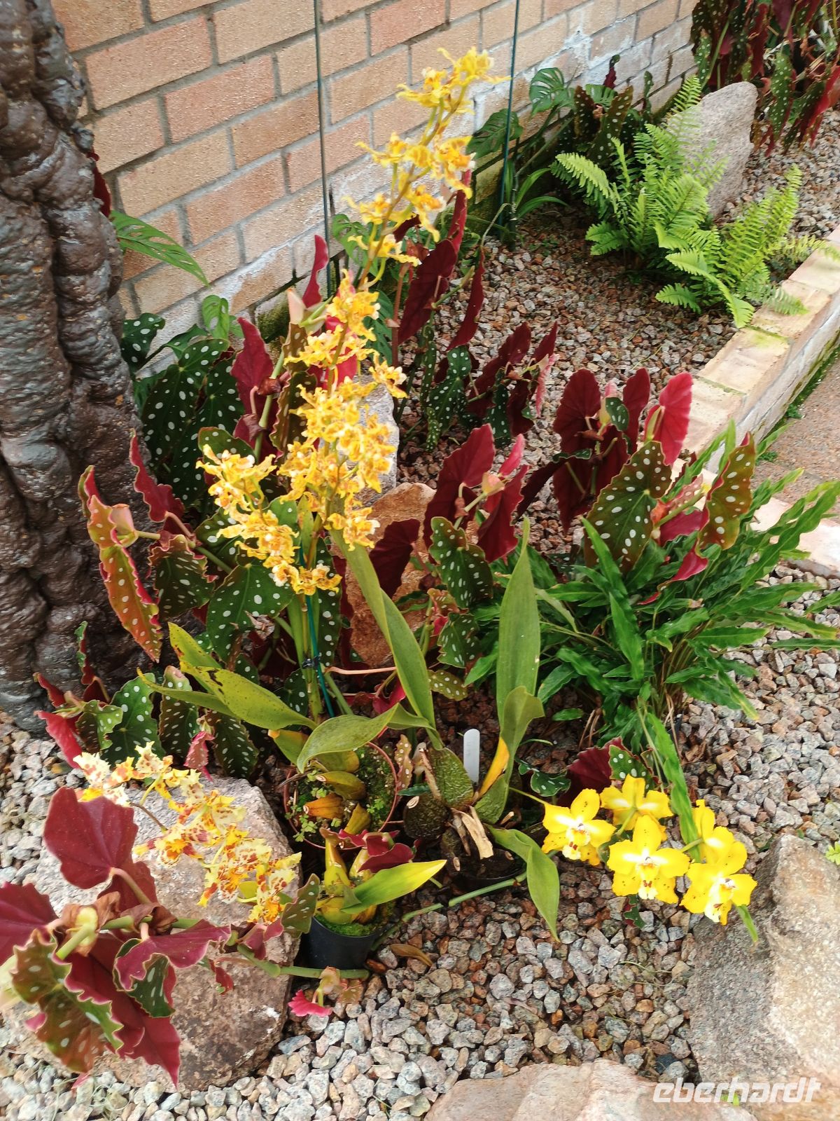 Jersey - Orchid Foundation &ndash; &copy;  (Eberhardt TRAVEL)