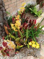 Jersey - Orchid Foundation &ndash; &copy; Johanna König (Eberhardt TRAVEL)