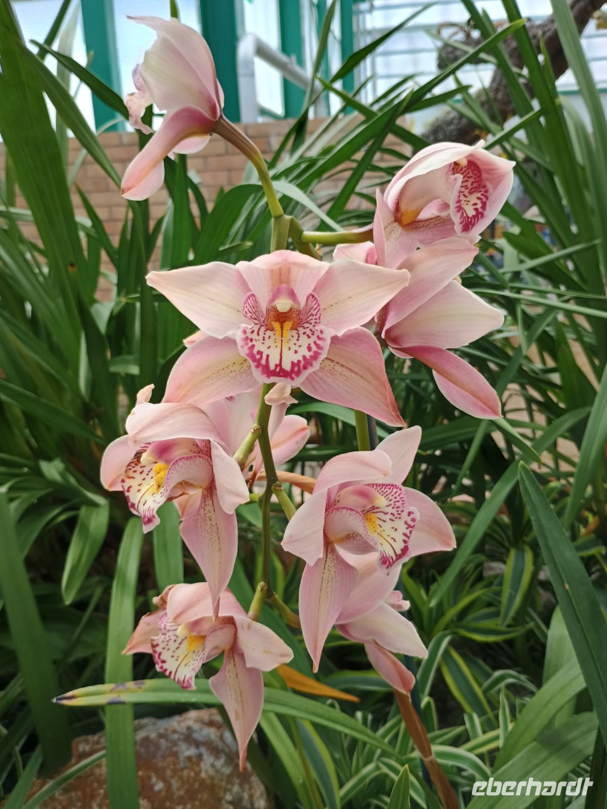 Jersey - Orchid Foundation &ndash; &copy;  (Eberhardt TRAVEL)