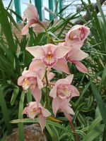 Jersey - Orchid Foundation &ndash; &copy; Johanna König (Eberhardt TRAVEL)