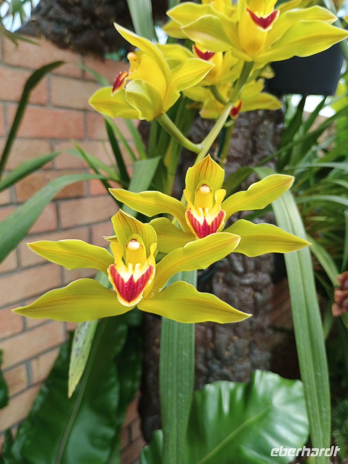 Jersey - Orchid Foundation &ndash; &copy;  (Eberhardt TRAVEL)