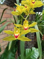 Jersey - Orchid Foundation &ndash; &copy; Johanna König (Eberhardt TRAVEL)