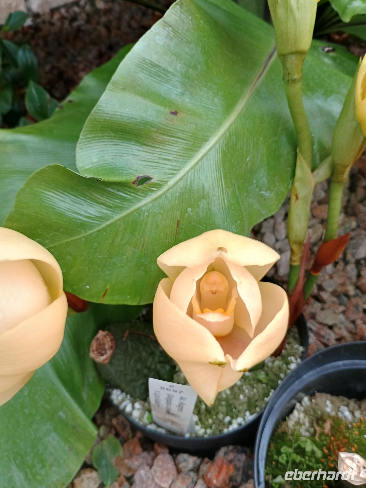 Jersey - Orchid Foundation &ndash; &copy;  (Eberhardt TRAVEL)