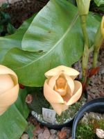 Jersey - Orchid Foundation &ndash; &copy; Johanna König (Eberhardt TRAVEL)