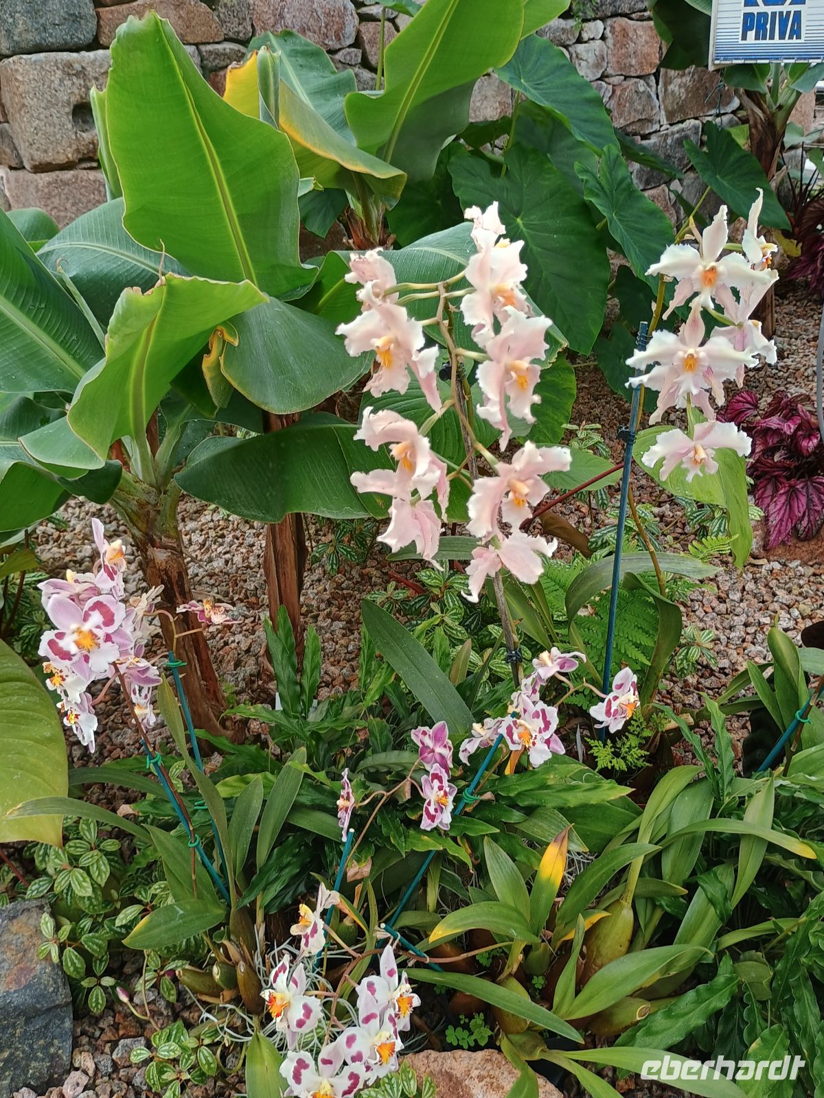 Jersey - Orchid Foundation &ndash; &copy;  (Eberhardt TRAVEL)