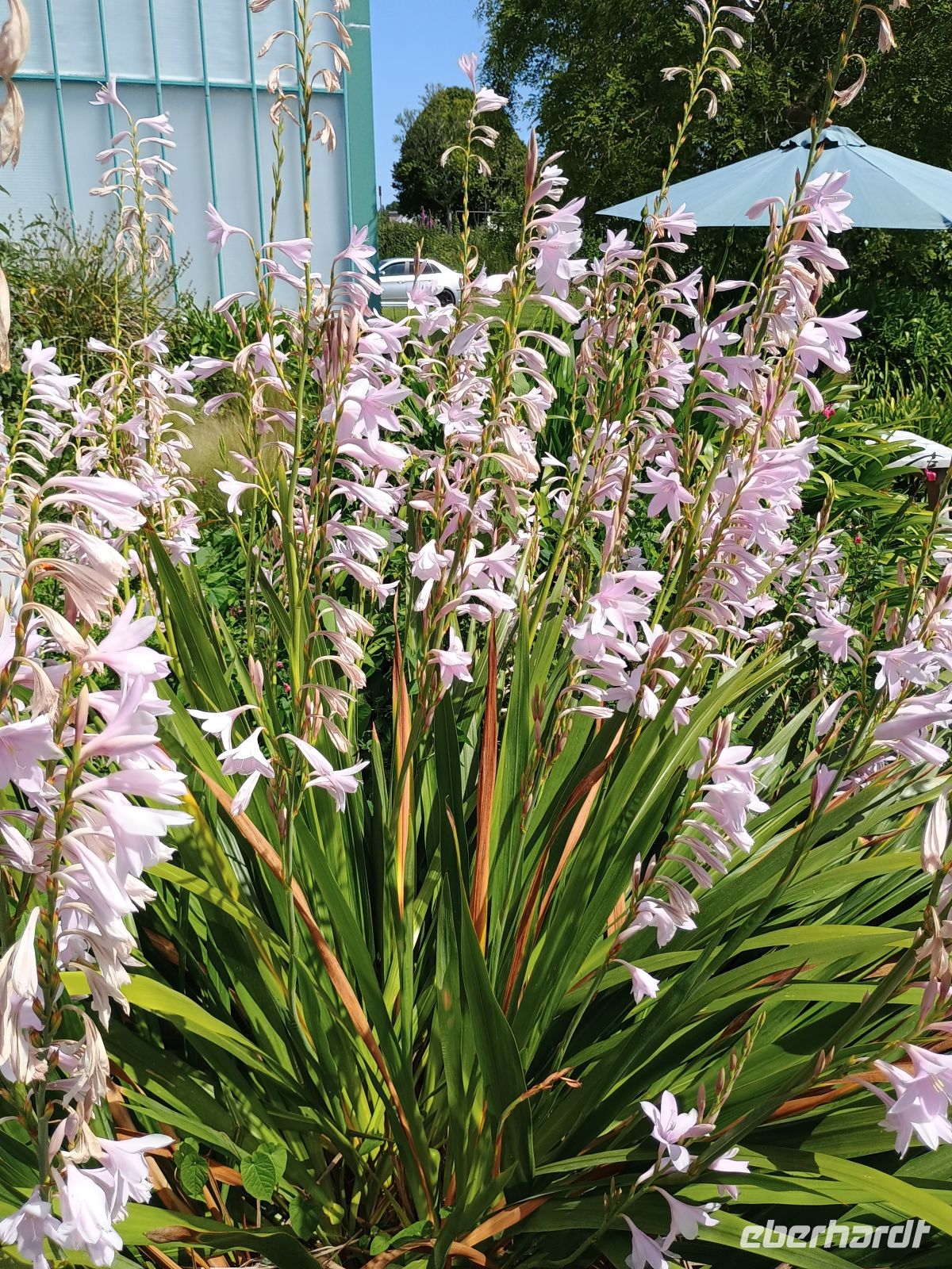 Jersey - Orchid Foundation &ndash; &copy;  (Eberhardt TRAVEL)