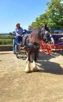Pferdekutschen auf der Insel Sark &ndash; &copy; Kristin Weigel (Eberhardt TRAVEL)
