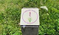 Orchid Trail auf Jersey - jetzt im Mai blühen wilde Orchideen &ndash; &copy; Kristin Weigel (Eberhardt TRAVEL)