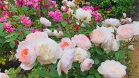 Candie Gardens in St. Peter Port &ndash; &copy; Kristin Weigel (Eberhardt TRAVEL)