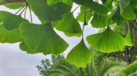 Candie Gardens in St. Peter Port - Gingko-Baum &ndash; &copy; Kristin Weigel (Eberhardt TRAVEL)