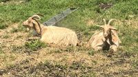 Royal Goats - königliche Ziegen auf Guernsey &ndash; &copy; Felicitas Bachmann (Eberhardt TRAVEL)