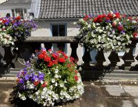 Blumenpracht überall auf Guernsey &ndash; &copy; Felicitas Bachmann (Eberhardt TRAVEL)