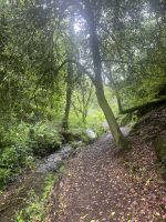 Weg durch den St. Catherines Wood &ndash; &copy; Felicitas Bachmann (Eberhardt TRAVEL)