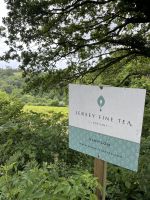 Die einzige Teeplantage auf Jersey &ndash; &copy; Felicitas Bachmann (Eberhardt TRAVEL)