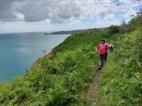 Farn soweit das Auge reicht &ndash; &copy; Felicitas Bachmann (Eberhardt TRAVEL)