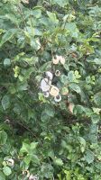 Muschelbaum &ndash; &copy; Felicitas Bachmann (Eberhardt TRAVEL)