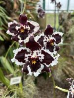 28.05.2025 Eric Young Orchid Foundation