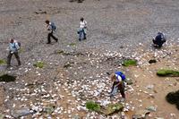 Jakobsmuscheln an der Bouley Bay