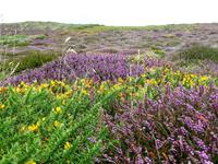 Heidekraut und Ginster