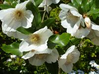 im Garten der La Seugnerie