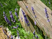 Lavendel im Garten der La Seugnerie