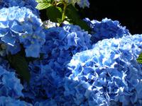 Hortensien im Garten der La Seugnerie