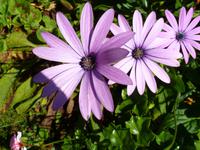 im Garten der La Seugnerie