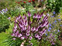 Im Garten der La Seugnerie