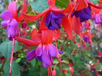 Freesien im Garten der La Seugnerie