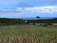 Blick auf die Weinberge während unserer Wanderung auf Sark