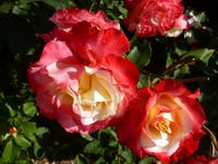 Howard Davis Park - Rosengarten