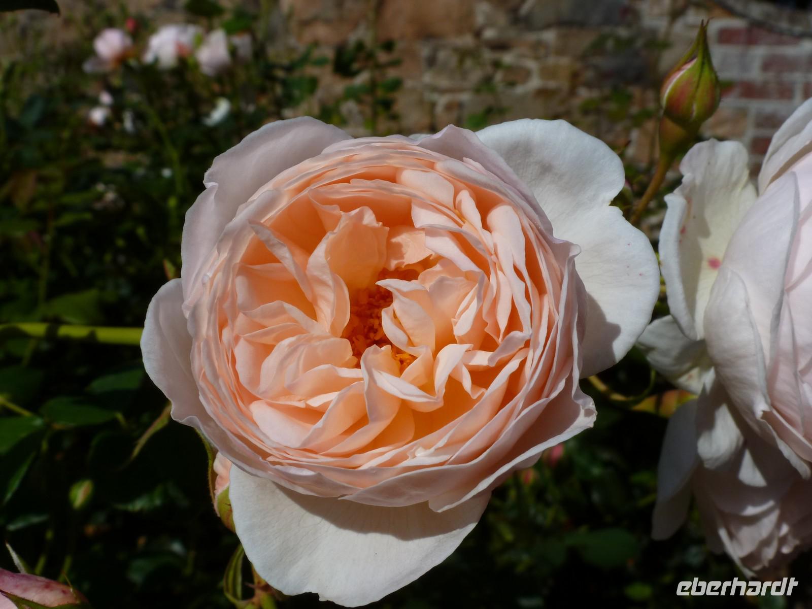 Howard Davis Park - Rosengarten