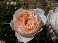 Howard Davis Park - Rosengarten