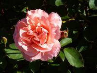 Howard Davis Park - Rosengarten