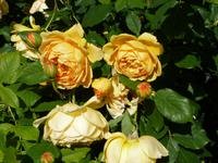 Howard Davis Park - Rosengarten