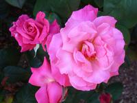 Howard Davis Park - Rosengarten