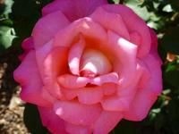 Howard Davis Park - Rosengarten